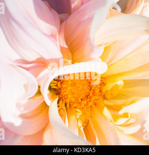 Close up de la rose et de multiples pétales blancs hors d'un dahlia. Le centre de la fleur est l'or. faible profondeur de champ dans la lumière du soleil. Banque D'Images