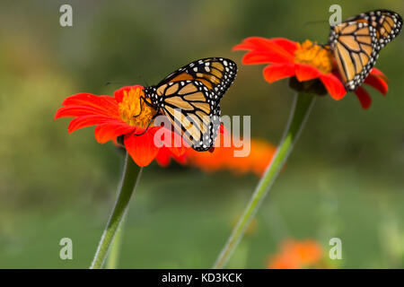 Une paire de papillons monarques gathering nectar de fleurs orange. faible profondeur de champ. Banque D'Images