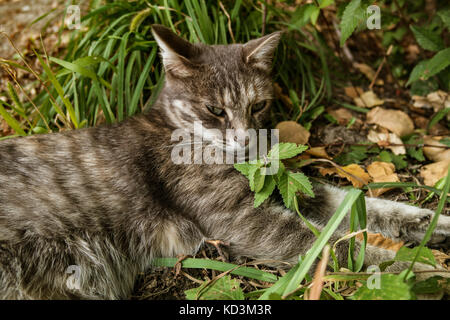 Chat aux yeux verts. Chat gris. Chat sur l'herbe verte. Chat gratuit. Chat au repos. À la cat. Portrait de chat. Banque D'Images