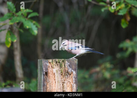 Jay Garrulus glandarius d'oiseaux posés sur des fendre avec tête incliné Banque D'Images