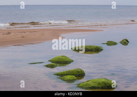 Une belle plage avec un paysage vert mousse recouverte de pierres. algues poussant sur les rochers de bord de mer d'automne. paysage à la mer Baltique. Banque D'Images