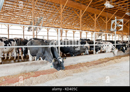 L'alimentation des vaches laitières en freestall barn Banque D'Images