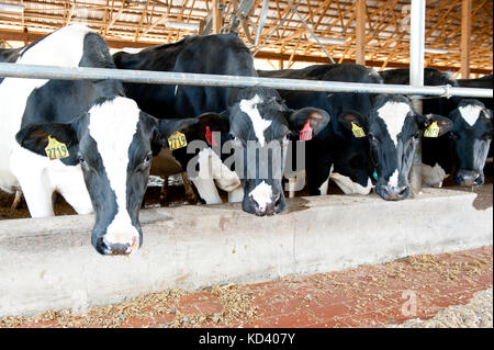 L'alimentation des vaches laitières en freestall barn Banque D'Images