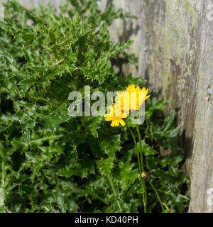 L'épervière oreille de souris (Hieracium pilosella), avec une croissance de clôture de jardin, UK Banque D'Images