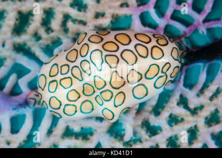 Une langue flamingo (cyphoma gibbosum cauris) se nourrit d'un gorgones des Caraïbes aux couleurs vives, ce gastéropode est commune dans la mer des Caraïbes. Banque D'Images