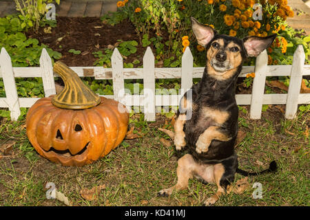 Un joli chien mendier pour un festin à l'halloween. Banque D'Images