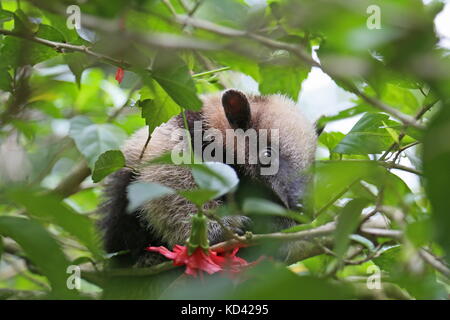 Du Nord bébé Tamandua (Tamandua mexicana), Jaguar Rescue Center, Punta Cocles, Puerto Viejo de Talamanca, province de Limón, Costa Rica, Amérique Centrale Banque D'Images