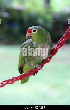 Red-Lored Amazon (Amazona autumnalis), Jaguar Rescue Center, Punta Cocles, Puerto Viejo, Limón, Costa Rica, Amérique Centrale Banque D'Images