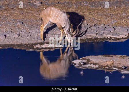 Un grand koudou, Tragelaphus strepsiceros, l'eau potable à un étang dans le nord de la Namibie au cours de blue heure après le coucher du soleil. Sa réflexion est visible o Banque D'Images