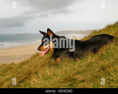 chien à la plage Banque D'Images