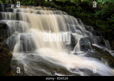 Manger gill vigueur près de keld dans la région de swaledale, North Yorkshire, Angleterre. Banque D'Images