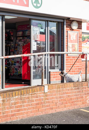 Chien en laisse attaché à une rambarde en attente de son propriétaire à l'extérieur d'une boutique, Lancashire, England, UK Banque D'Images