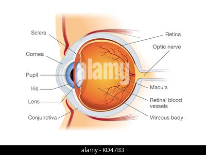 Anatomie de l'œil humain en vue de côté. Illustration de Vecteur