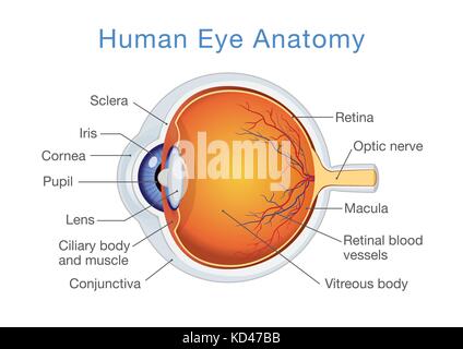 Anatomie de l'œil humain et les descriptions. Illustration de Vecteur