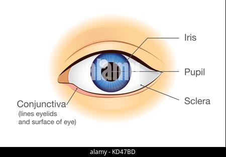 Anatomie de l'œil humain en vue de face. Illustration de Vecteur