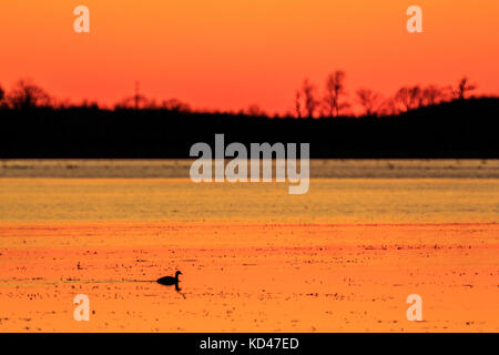 Un canard en silhouette avec un beau coucher de soleil qui le jette lumière dorée sur la région Banque D'Images