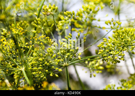 Parapluies de Dill, champ Banque D'Images