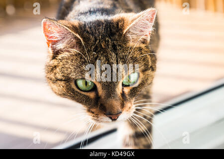 Cat s'intéressent à quelque chose sur le sol. cat a vu quelque chose. Banque D'Images