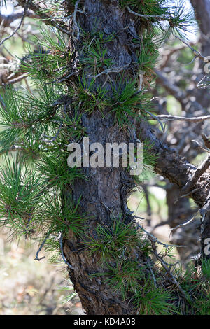 La germination des pousses adventives à partir d'un pin (Pinus rigida) tronc d'arbre. Banque D'Images