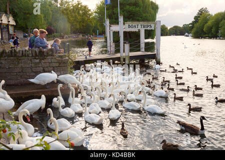 River Thames à Windsor, les gens nourrissant les cygnes, Windsor, Berkshire Angleterre Royaume-Uni Banque D'Images