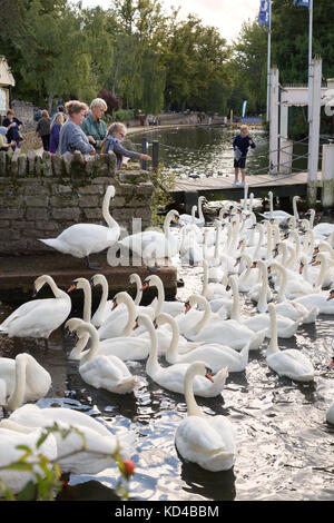 River Thames à Windsor, les gens nourrissant les cygnes, Windsor, Berkshire Angleterre Royaume-Uni Banque D'Images