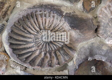 Ammonite dans un mur en Colombie Banque D'Images