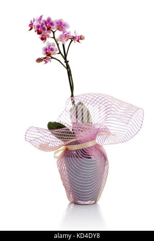 Orchidée fleur rose dans un pot isolé sur fond blanc Banque D'Images