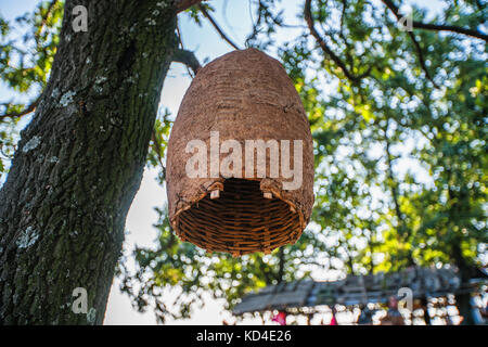 Grande ruche sur un arbre dans la forêt Banque D'Images