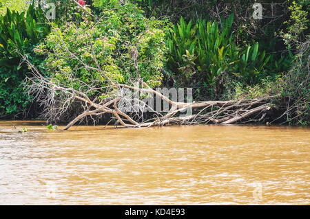 Arbre tombé sur les rives de la rivière. La végétation verte sur le contexte et les eaux de la rivière. Photo prise au Pantanal, Brésil. Banque D'Images