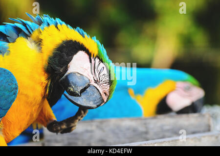 Blue-and-yellow macaw appelé Arara-caninde au Brésil. Se gratter la tête de l'Ara, oiseau avec des ailes bleu et son ventre jaune. Bel animal sauvage de P Banque D'Images