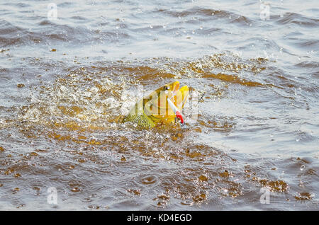 Poissons Dourado accroché par un appât artificiel et combats de sauter hors de l'eau, beau poisson d'or, scène de pêche sportive à une rivière de Pantanal, Brésil. Banque D'Images