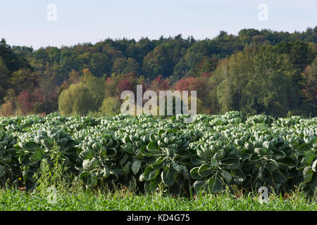 Un champ de choux de bruxelles les plantes avec des arbres d'automne en arrière-plan. faible profondeur de champ. Banque D'Images