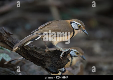 La grande (necklaced laughingthrush Garrulax pectoralis) est une espèce de passereau de la famille Leiothrichidae. Banque D'Images