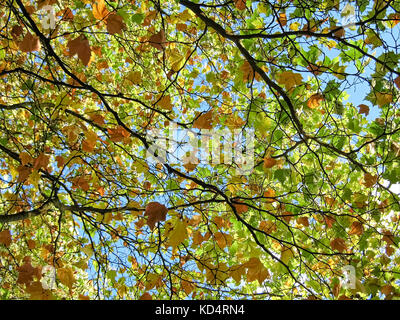 Couvert de feuilles aux couleurs automnales Banque D'Images