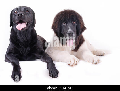 Groupe de chien de race différente devant isolé sur fond blanc Banque D'Images