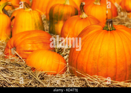 Citrouille close up. Point sur le premier plan sélectif pumpkins niché dans la paille. Assortiment de tailles et de formes. Banque D'Images