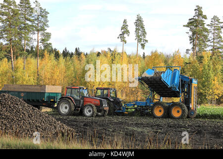 Salo, Finlande - le 6 octobre 2017 : farmer s'apprête à décharger sur le tracteur de la betterave à sucre de betterave remorque citerne récolteuse sur une belle journée d'autu Banque D'Images