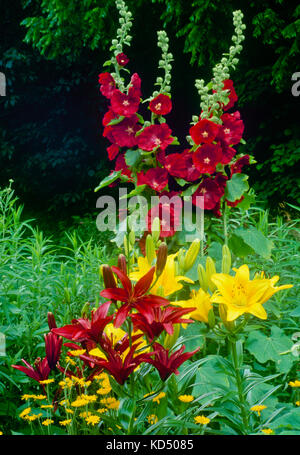 Red roses trémières avec lillies dans country garden, Midwest USA Banque D'Images