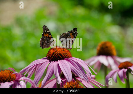 Deux belle dame, Vanessa cardui, papillons sur une échinacée rose, Maine, USA. Banque D'Images