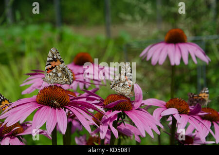 Deux papillons de dame peints sur Coneflowers, Community Garden, Maine, USA Banque D'Images