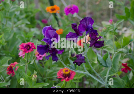 Fleurs de pois violet et rouge Les zinnias en jardin communautaire, Maine, USA Banque D'Images