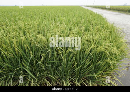 Champ de riz à Sekinchan, Selangor, Malaisie Banque D'Images