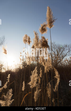 Les plantes de l'herbe des pampas au coucher du soleil, avec de belles couleurs chaudes, Banque D'Images