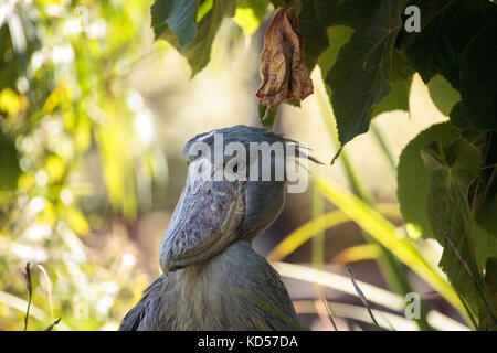 Shoebill stork africains balaeniceps rex est trouvé en Afrique dans les marécages du Soudan à la Zambie. Banque D'Images