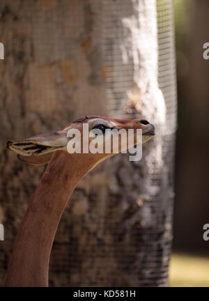 Litocranius walleri gerenuk sud sont trouvés en Tanzanie Banque D'Images