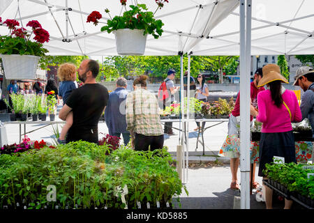 Washington DC - Le 24 mai 2015 : shoppers à un marché de fermiers dans le quartier de Dupont Circle. Le vendeur vend des herbes en pot illustré et ornementales rose ... Banque D'Images