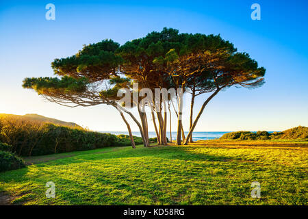Groupe d'arbres de pin maritime près de la mer et de la plage au coucher de soleil. Baratti, la Maremme, Piombino, Toscane, Italie. Banque D'Images
