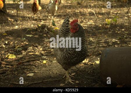 Une poule Rock dans la cour de la marche Banque D'Images