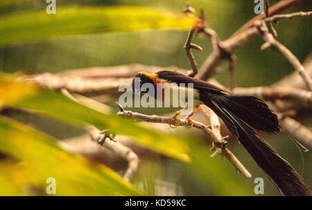 À longue queue mâle paradise whydah vidua paradisaea-oiseau a une poitrine rouge et on le trouve dans les zones boisées de l'Afrique Banque D'Images