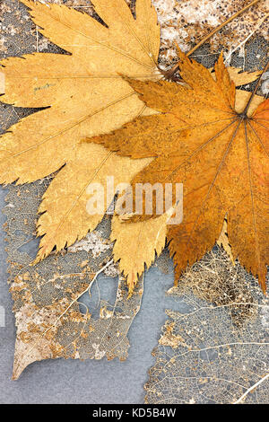 Jaune feuilles tombées et flétri squelettes feuilles sur fond gris closeup Banque D'Images